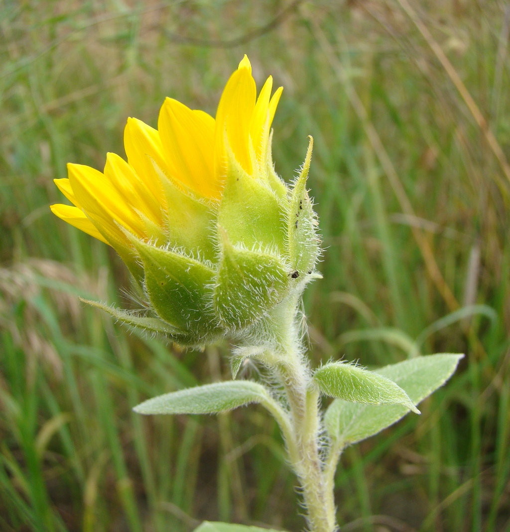 Изображение особи Helianthus annuus.