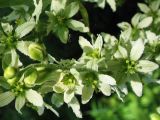 Veratrum grandiflorum