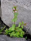 Epilobium adenocaulon. Цветущее растение. Исландия, окр. г. Кефлавик, каменистое побережье. 31.07.2016.