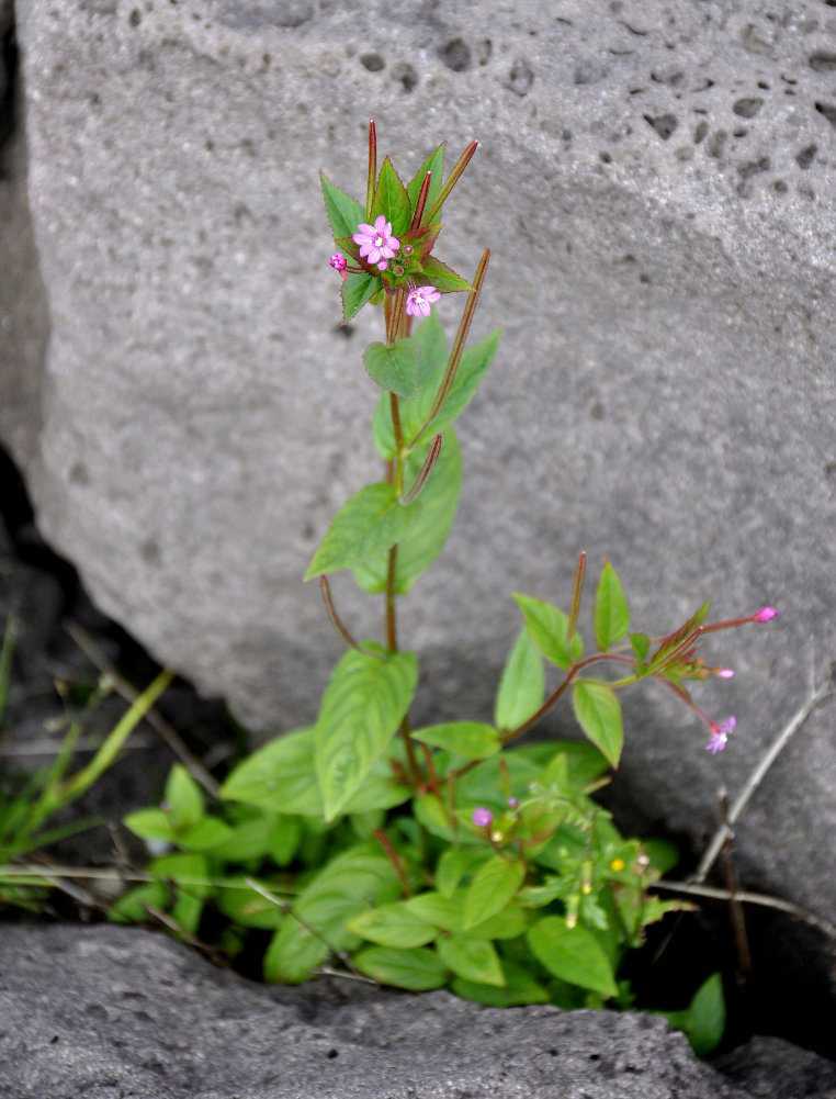 Изображение особи Epilobium adenocaulon.