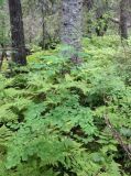 Thalictrum macrophyllum