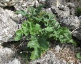 Crambe koktebelica