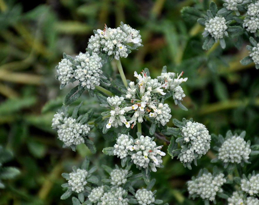 Изображение особи Teucrium capitatum.