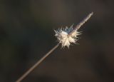 Phleum alpinum