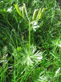 Eranthis longistipitata. Плодоносящее растение. Казахстан, Сырдарьинский Каратау, Каратауский заповедник, ур. Казанбулак, берег ручья. 25.04.2013.