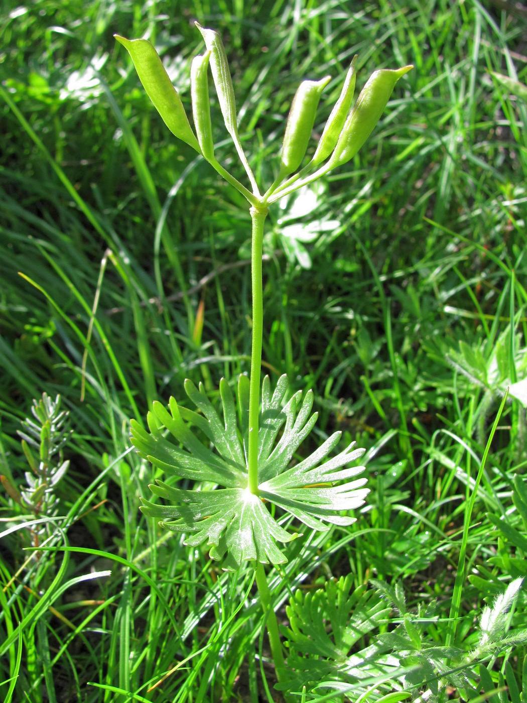 Image of Eranthis longistipitata specimen.