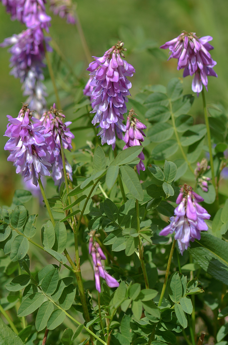 Изображение особи Hedysarum austrosibiricum.