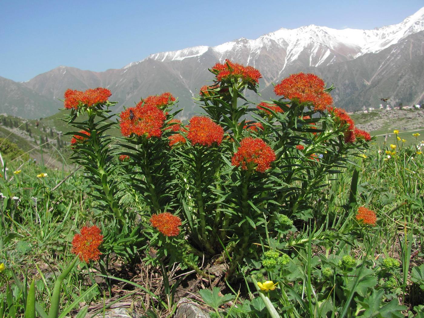 Image of Rhodiola linearifolia specimen.