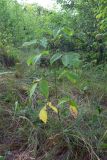 Acer negundo