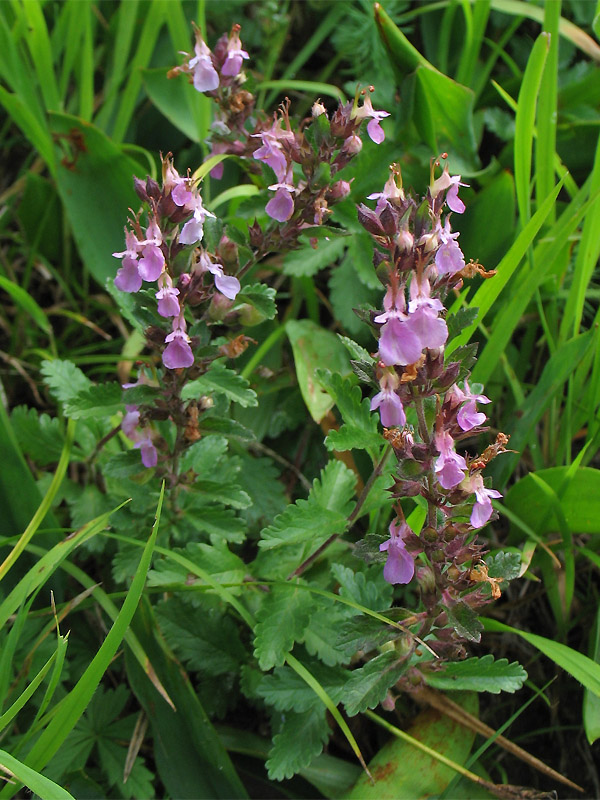 Изображение особи Teucrium chamaedrys.