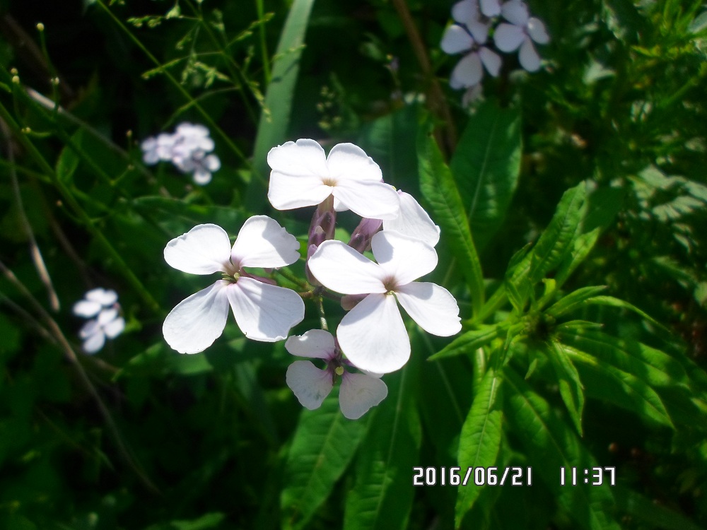 Image of Hesperis matronalis specimen.