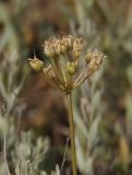 Allium flavescens