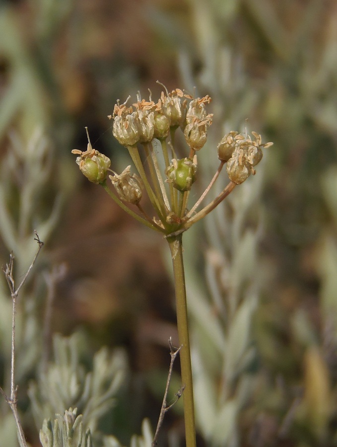 Image of Allium flavescens specimen.