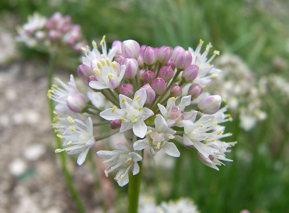 Image of Allium denudatum specimen.