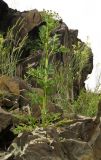 Seseli buchtormense. Цветущее растение. Восточный Казахстан, Кокпектинский р-н, 25 км в горы от с. Пантелеймоновка, ≈ 1000 м н.у.м., на скалах. 14.06.2016.