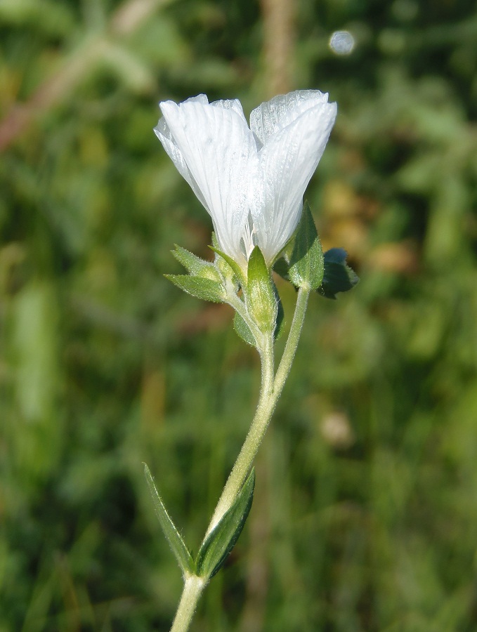 Изображение особи Linum hirsutum.