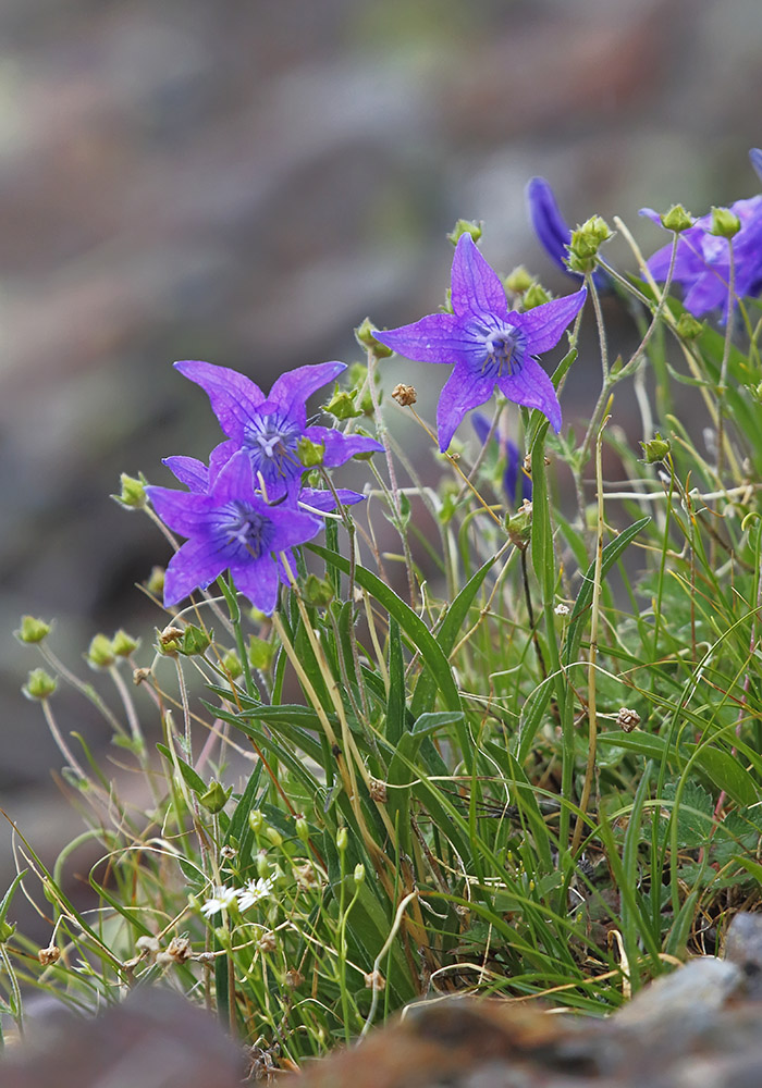 Image of Campanula turczaninovii specimen.