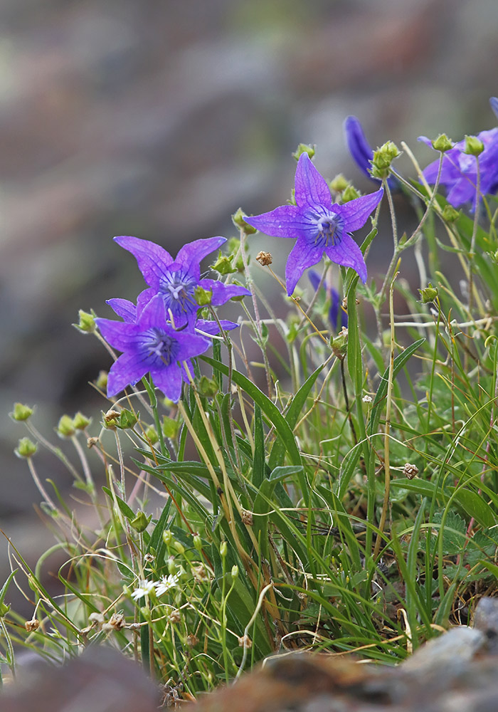 Изображение особи Campanula turczaninovii.