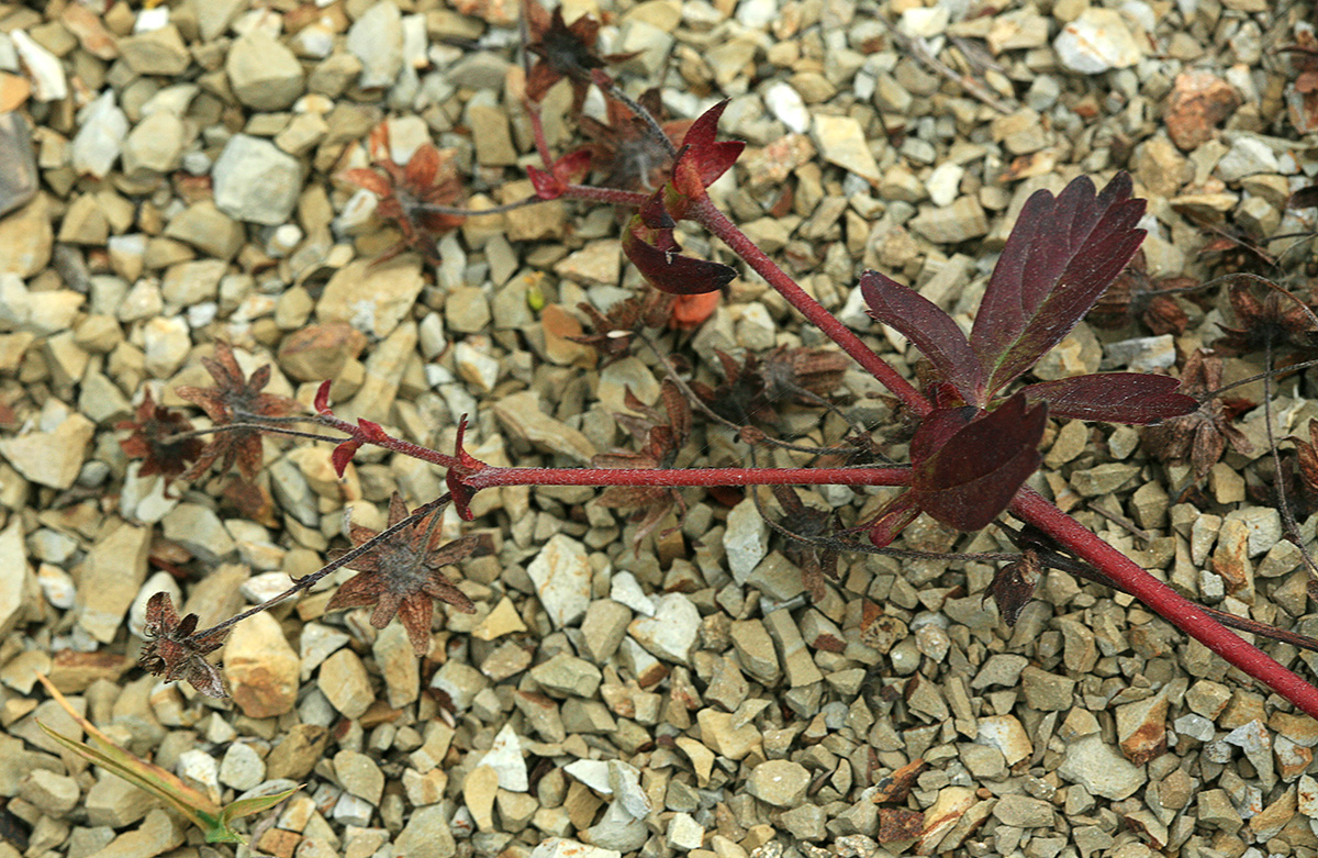 Изображение особи Potentilla sprengeliana.