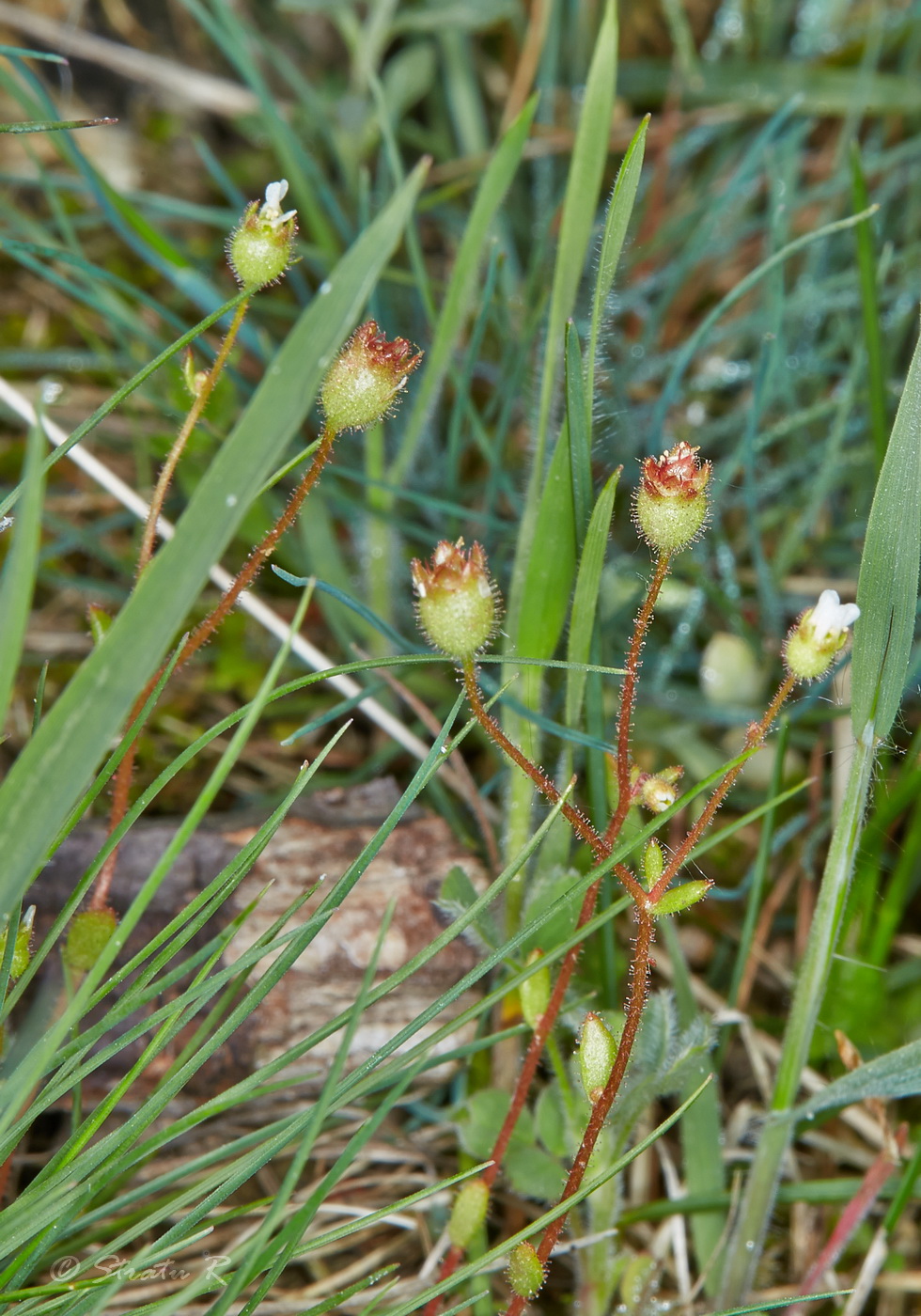 Изображение особи Saxifraga tridactylites.