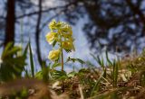 Corydalis bracteata