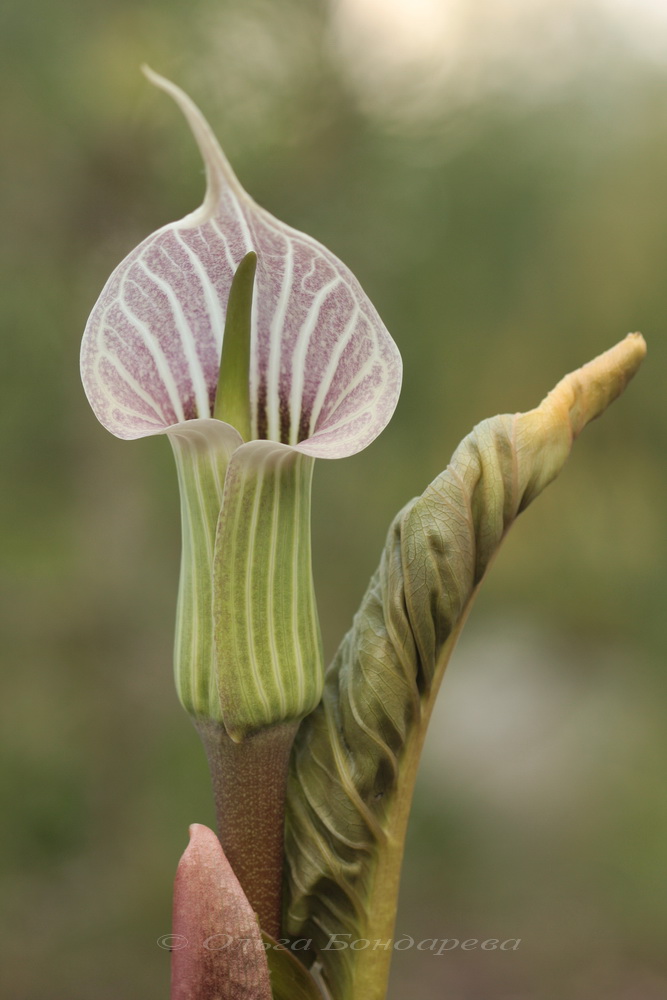 Изображение особи Arisaema candidissimum.