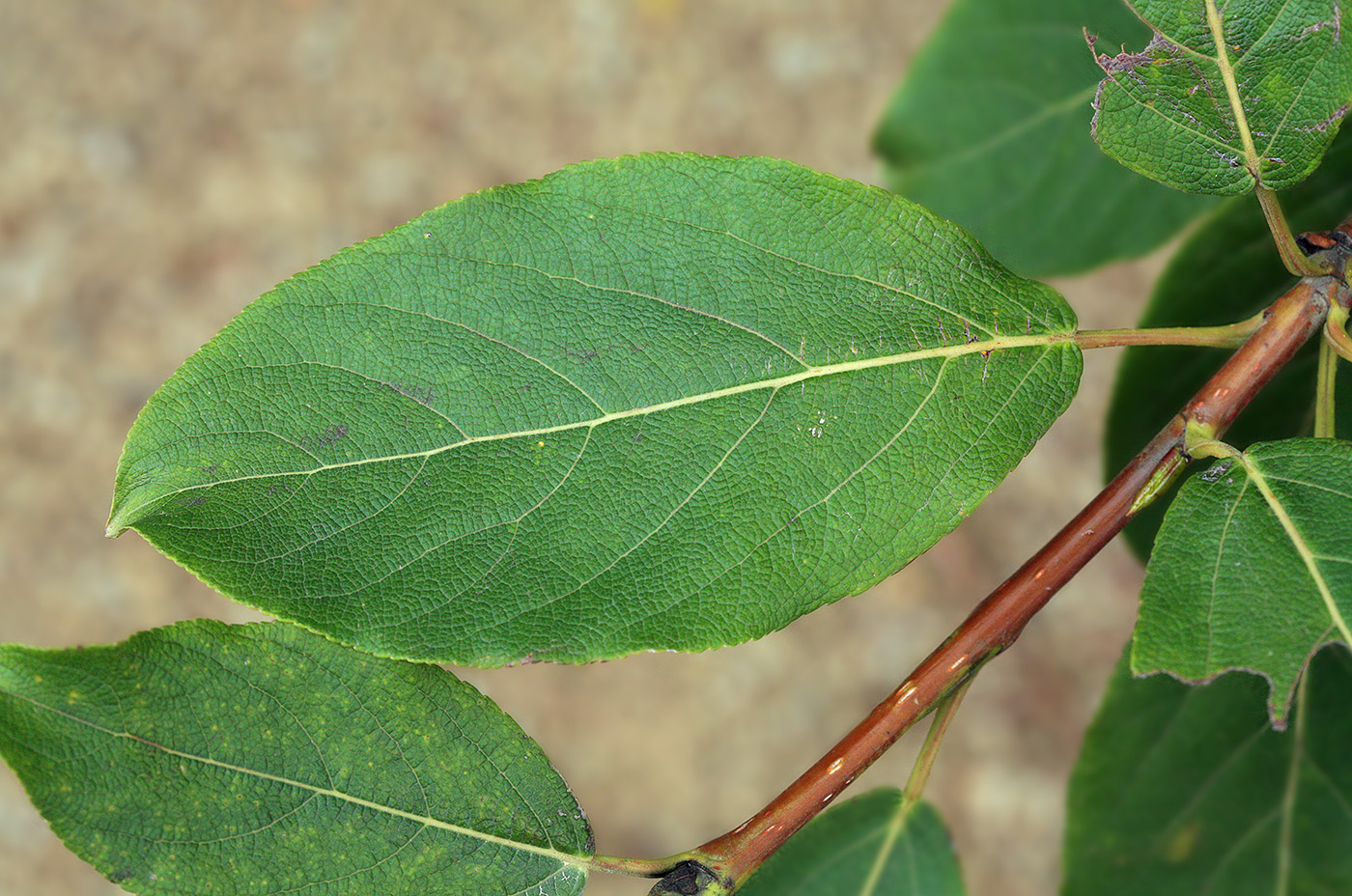 Изображение особи Populus suaveolens.