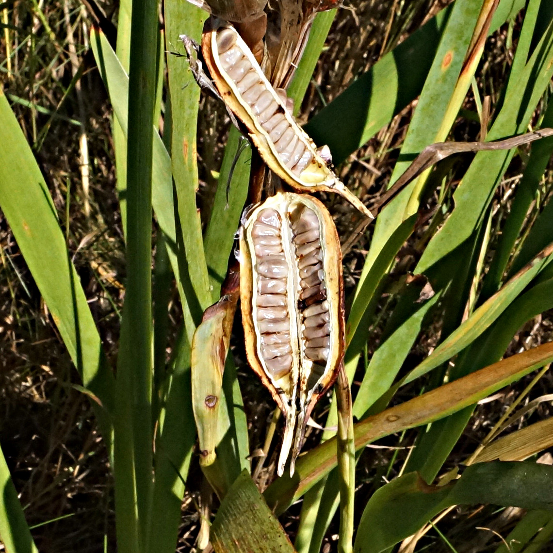 Image of Iris halophila specimen.