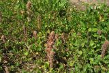 Orobanche minor. Расцветающие растения среди листьев растения-хозяина (Trifolium repens). Нидерланды, провинция Утрехт, окр. деревни Бюнник, на залежи. 2 июня 2010 г.