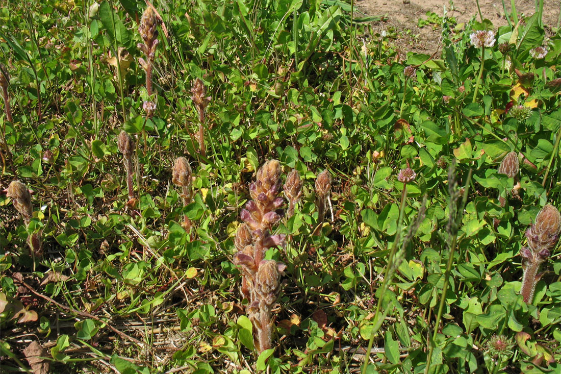 Image of Orobanche minor specimen.