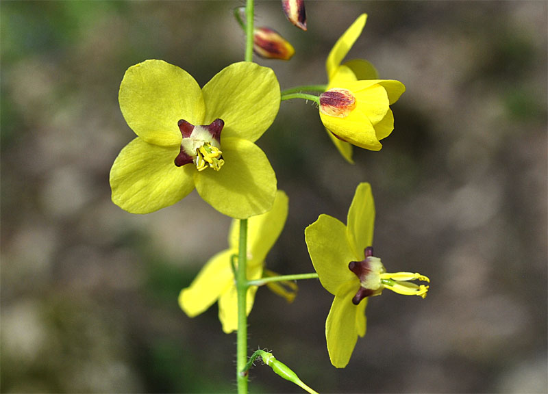 Image of Epimedium colchicum specimen.