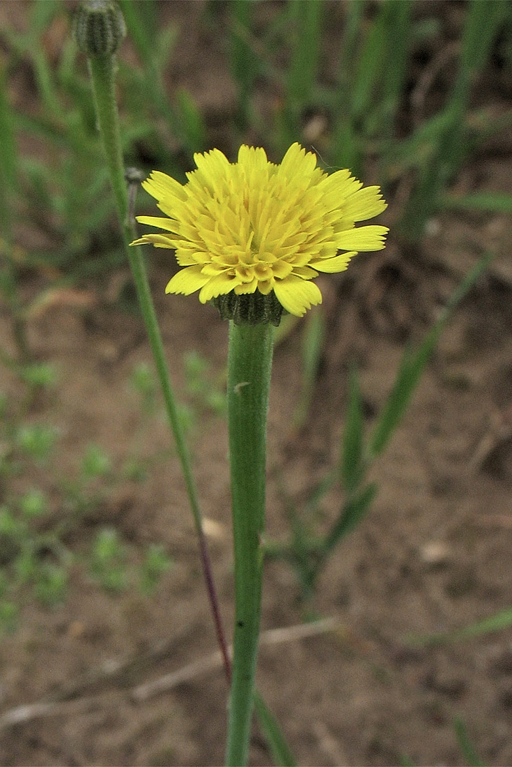 Image of Arnoseris minima specimen.