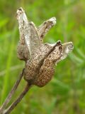 Iris setosa