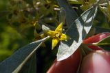 Elaeagnus angustifolia. Цветок и листья. Донецк, пустырь. 03.06.2016.