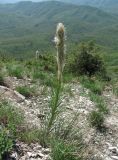 Asphodeline taurica. Цветущее растение. Краснодарский край, Абинский р-н, гора Папай, вершина Западный Папай, ок. 700 м н.у.м., каменистый склон. 30.04.2017.