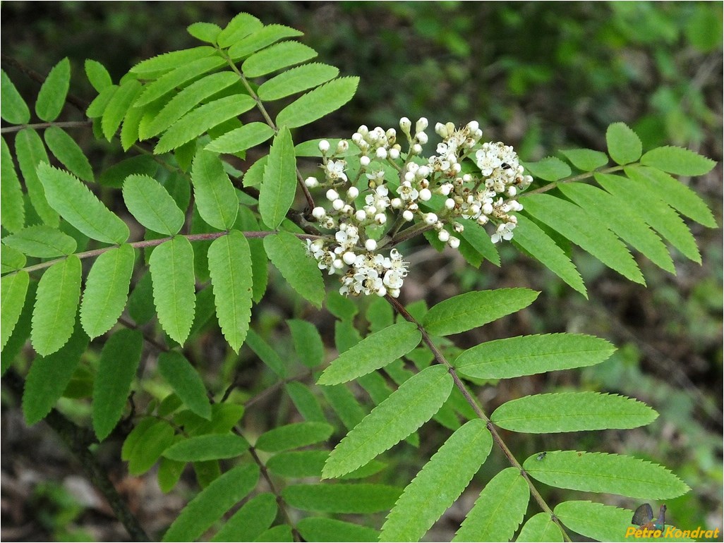 Image of Sorbus aucuparia specimen.