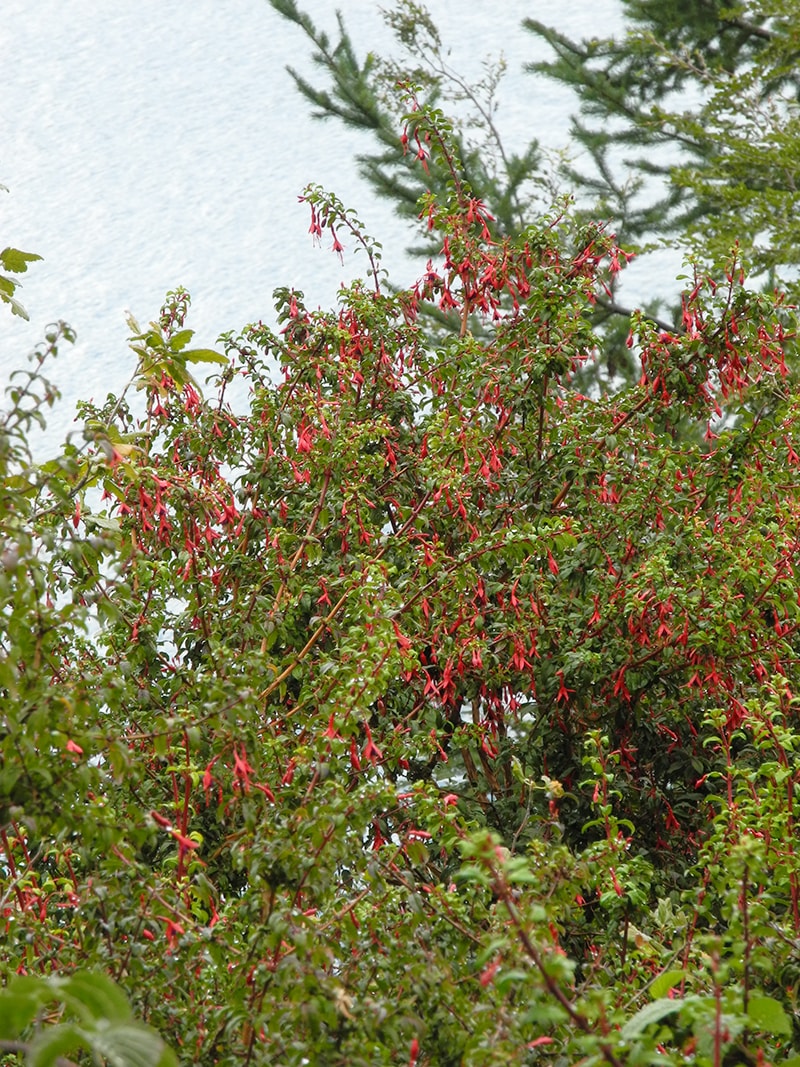 Image of Fuchsia magellanica specimen.