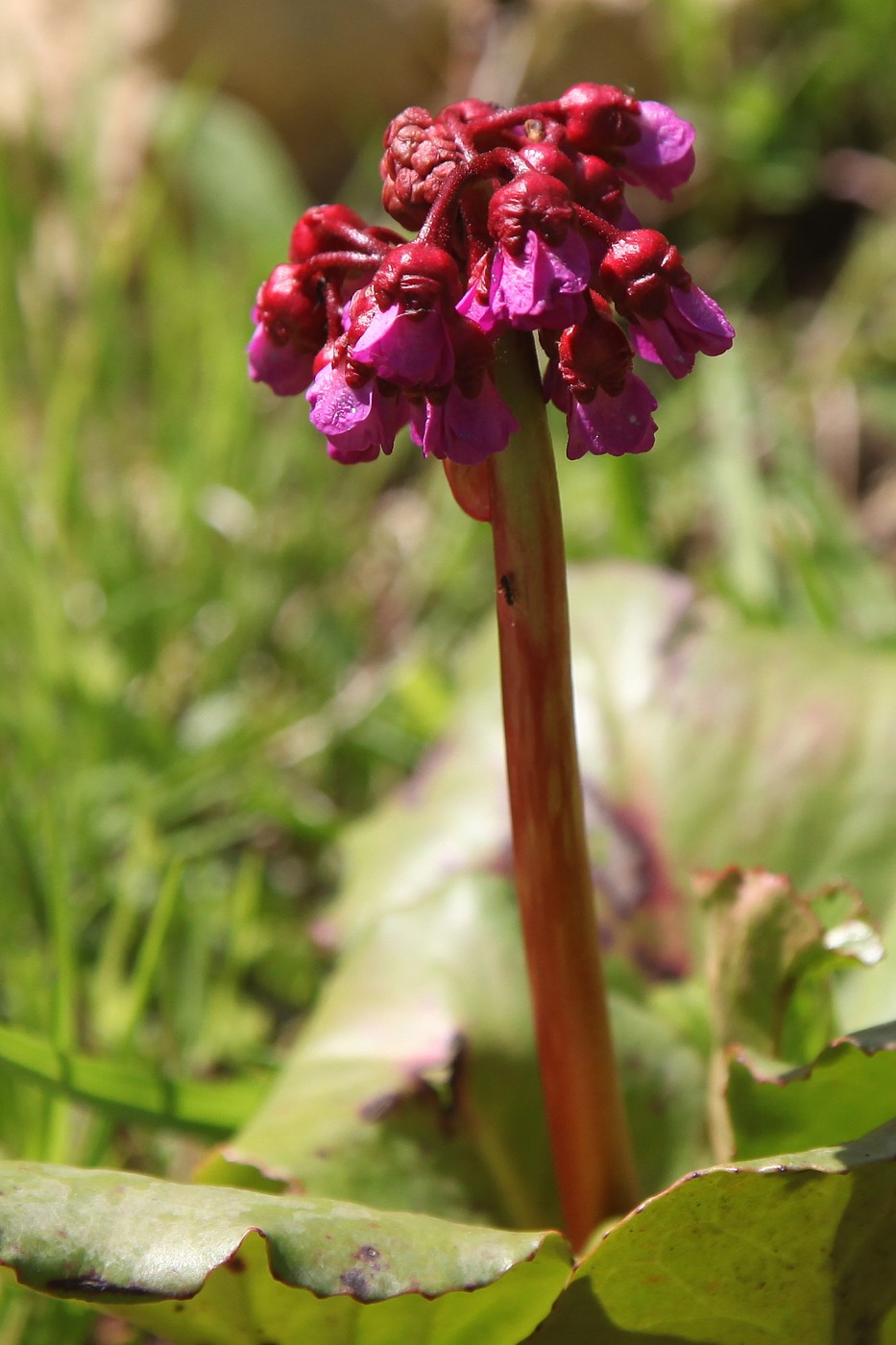 Изображение особи Bergenia crassifolia.