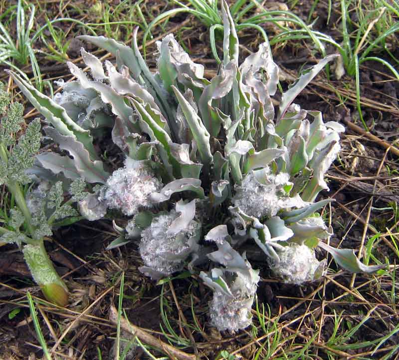 Image of Rindera tetraspis specimen.