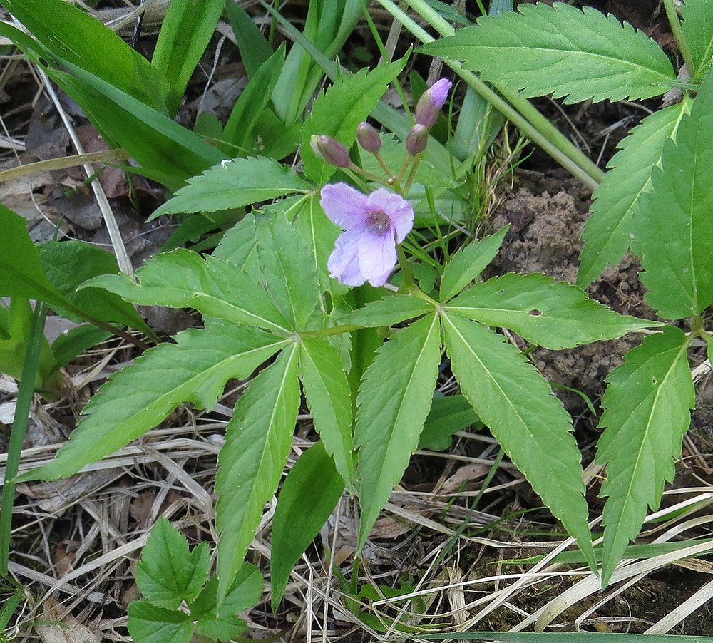 Image of Cardamine pentaphyllos specimen.