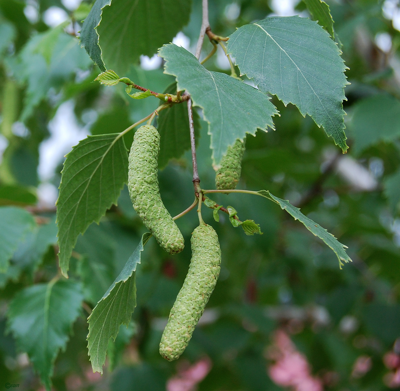 Image of Betula pendula specimen.