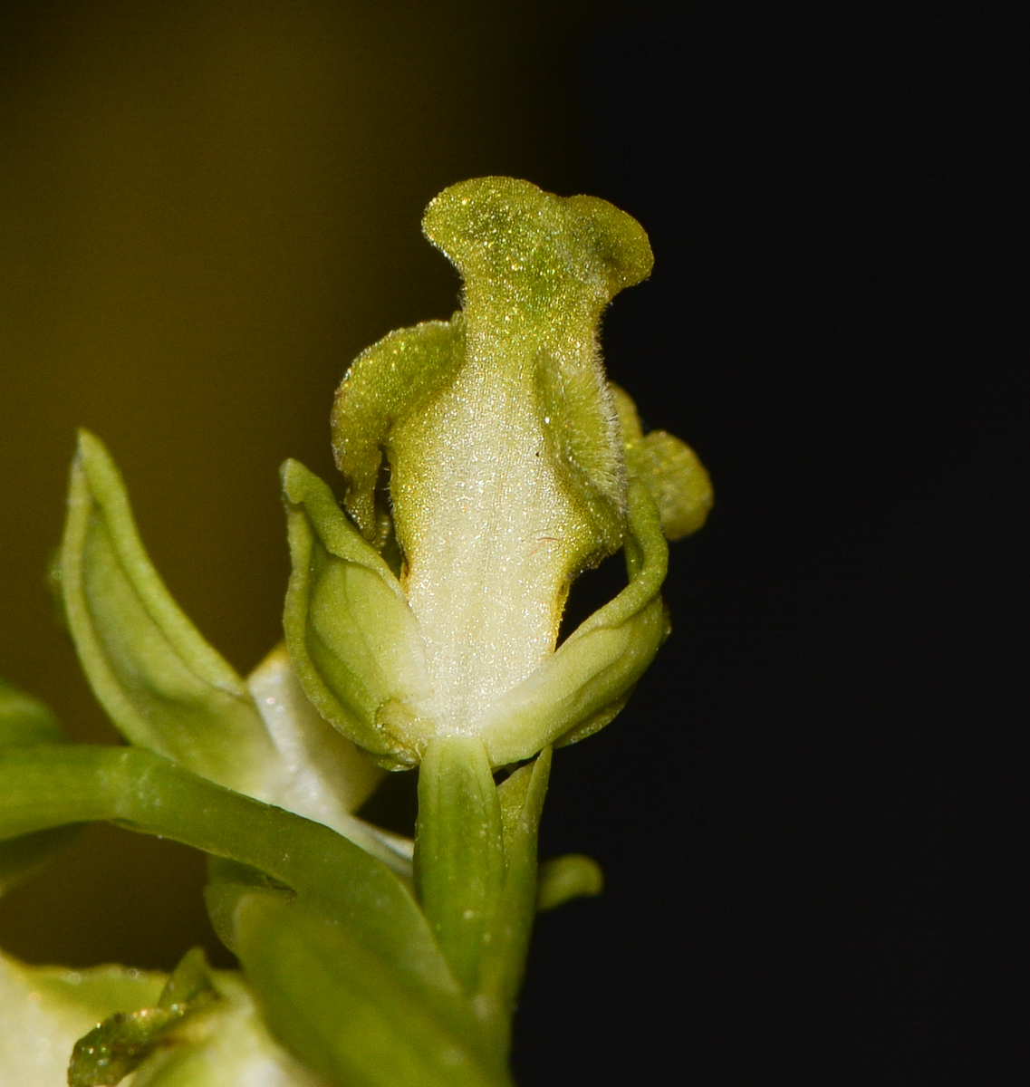 Изображение особи Ophrys lutea ssp. galilaea.