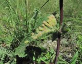 Phlomoides tuberosa