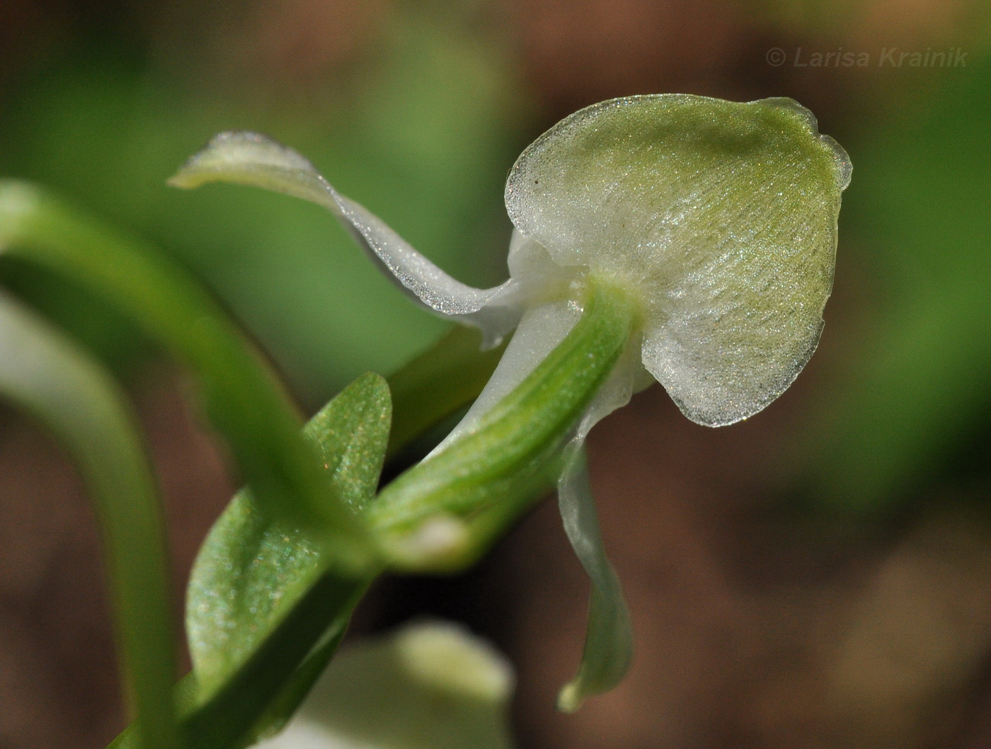 Image of Platanthera densa specimen.