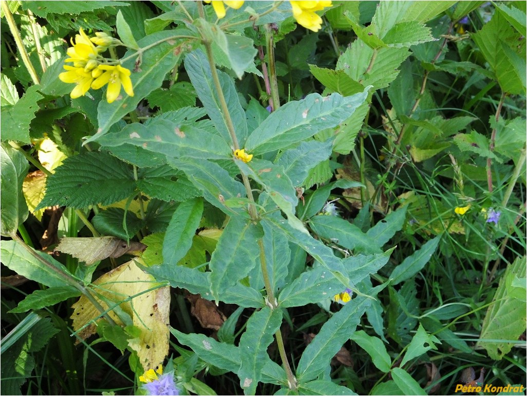 Image of Lysimachia vulgaris specimen.