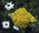 Achillea filipendulina. Зацветающее общее соцветие. Пермский край, г. Пермь, Кировский р-н, газон у административного здания, в культуре. 17.07.2017.