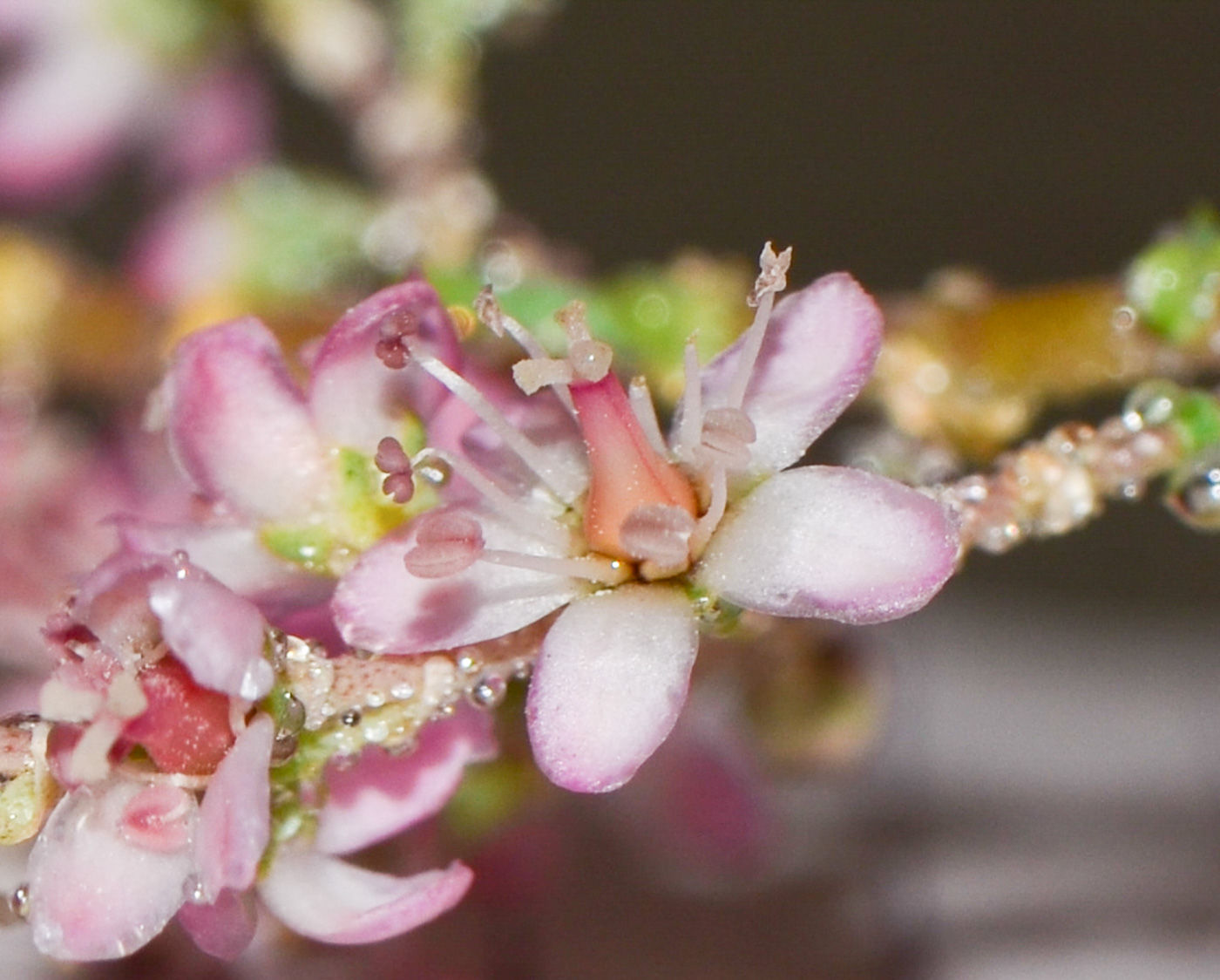 Изображение особи Tamarix passerinoides.