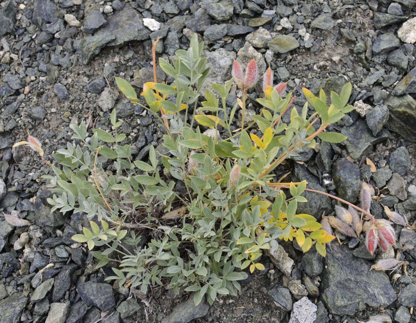 Изображение особи Astragalus helmii ssp. tergeminus.