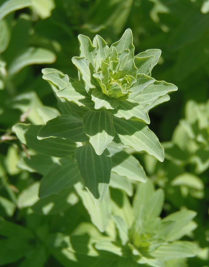 Изображение особи Linum pubescens.