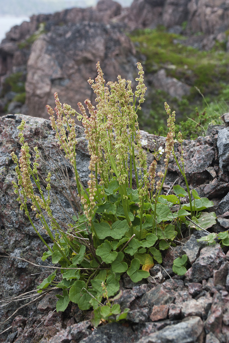 Image of Oxyria digyna specimen.